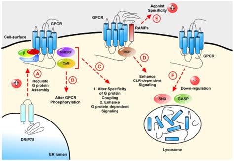 Schematic Representation Of The Roles Of GPCR Interacti Open I