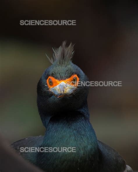 Photograph Red Faced Cormorant Science Source Images