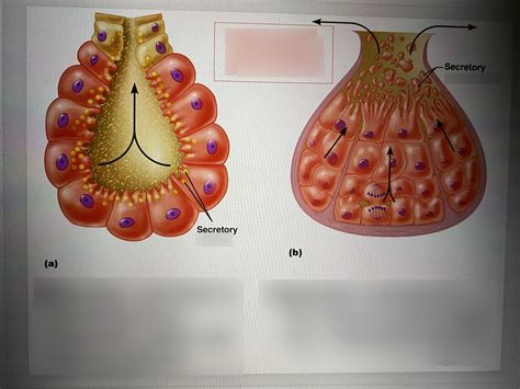 Exocrine Secretion Continued Diagram Quizlet