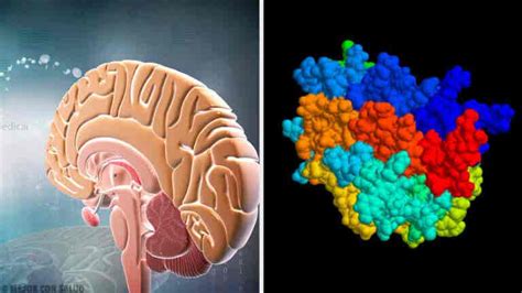 Hormona del crecimiento: qué es y cómo actúa - Mejor con Salud