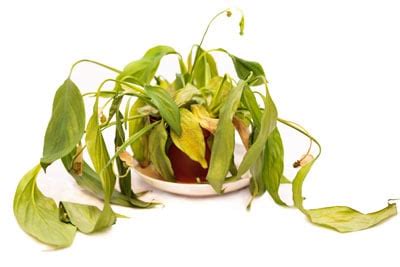 How to Keep Indoor Plants Alive in Winter – 7 Crucial Tips | LaptrinhX / News