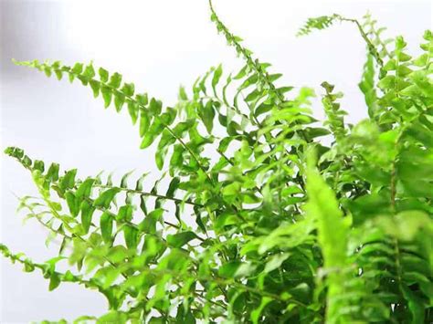 How To Grow Adiantum Capillus-Veneris? - Guridio