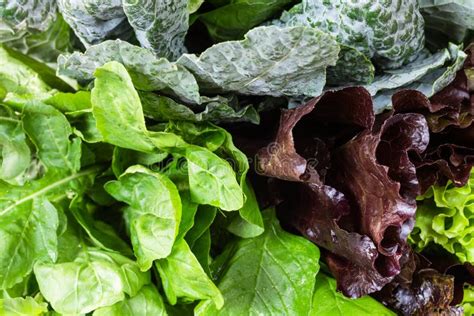 Hojas De Lechuga Verde Y Roja Rucola Kale Amaranth Closeup Imagen De