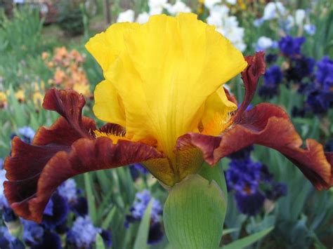 Iris Omar Anton Mego Fiori