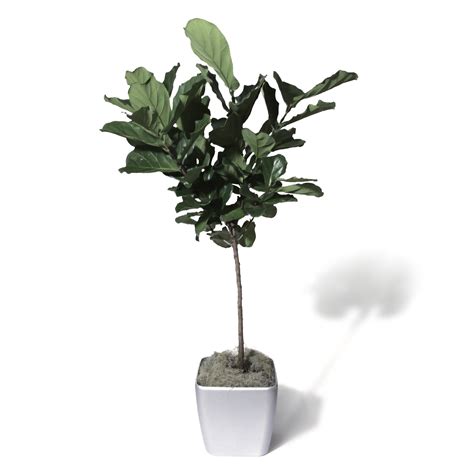 plant-photo-galleries/ficus-lyrata-standard — Everliving Greenery