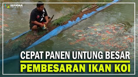 Panen Cepat Untung Berlipat Peluang Usaha Budidaya Pembesaran Ikan