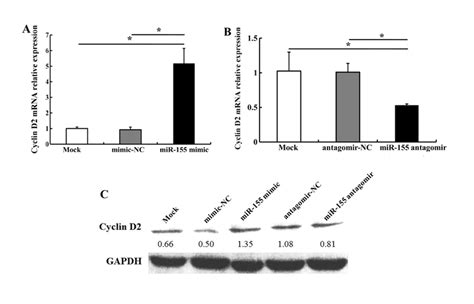 Mir Regulation Of Cyclin D Expression In Cal Cells A Mir