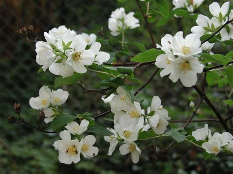 The Best Flowering Shrubs And Bushes For The Eastern And Western U S Dengarden