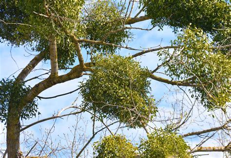 Gui Une Plante Parasite Pour Les Arbres