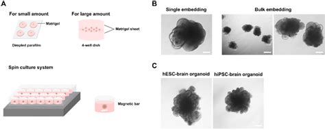 Matrigel Embedding Culture And Morphology Of Early Stage Brain