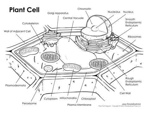 plant-cell-labeled - Tim's Printables