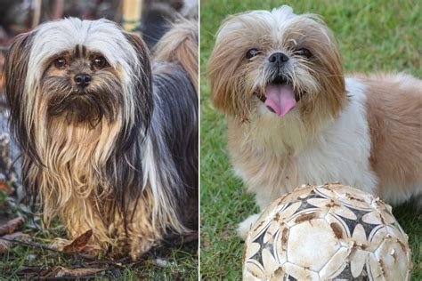 Lhasa Apso Vs Shih Tzu Whats The Difference