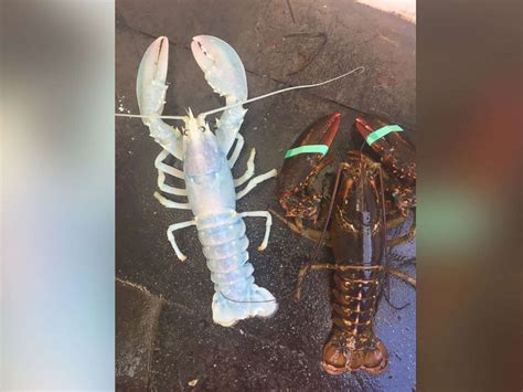 Rare white 'translucent' lobster caught by Maine fisherman - ABC News