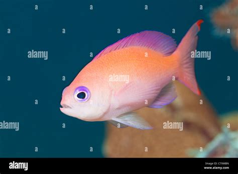 Female Stocky Anthias Pseudanthias Hypselosoma Cenderawashi Bay West