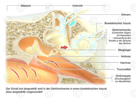 Illustration Hören MedicalGraphics