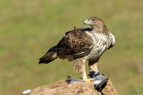 Aquila Del Bonelli Juzaphoto