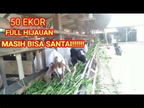 Kalau Tau Caranya Ternak Kambing Itu Gampang Ekor Kambing Full