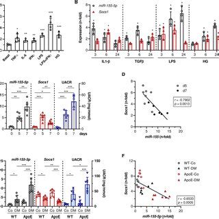 Inverse Relationship Between MiR 155 5p And SOCS1 In Murine Renal Cells