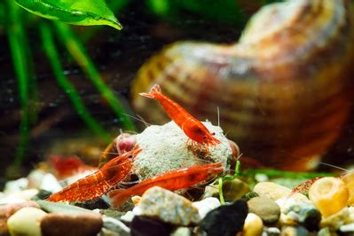 Les Crevettes D Eau Douce Neocaridina Et Caridina Besoins Aquarium