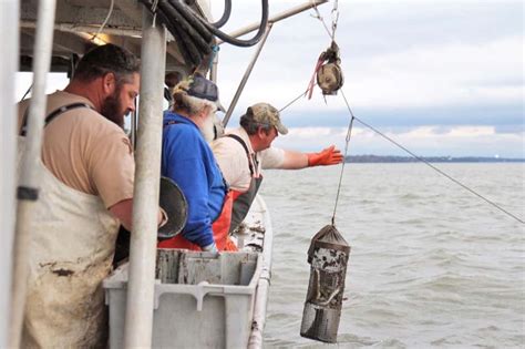 License To Eel Chesapeake Bay Magazine