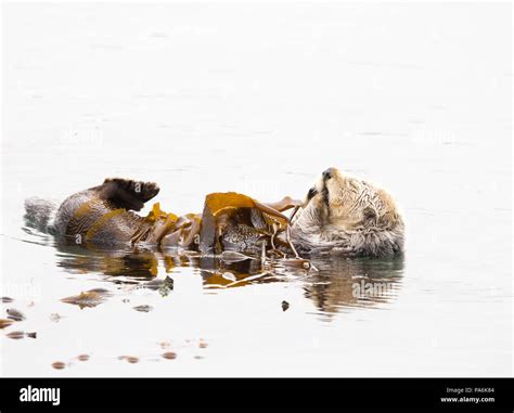 Sea Otter Wrapped In Kelp Stock Photo Alamy