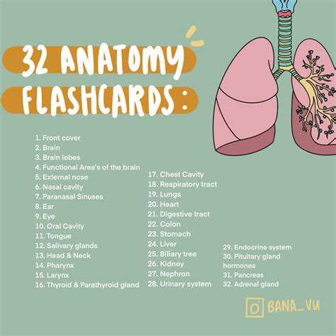 Complete Anatomy Flashcards PDF - Etsy