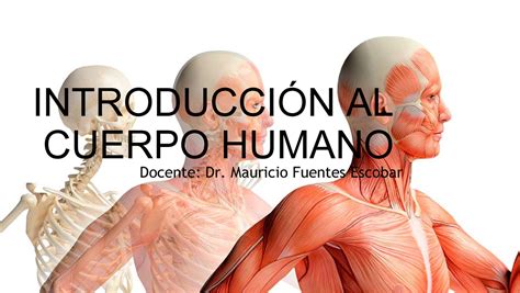 Introducci N Al Cuerpo Humano Introducci N Al Cuerpo Humano