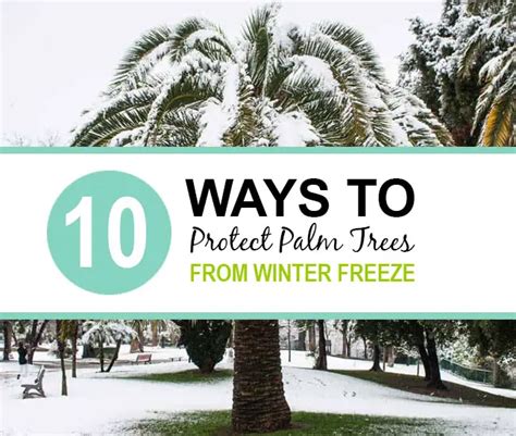 10 Ways To Protect Palm Trees From Winter Freeze