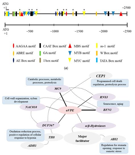 Promoter Cis Element Analyses Reveal The Function Of αvpe In Drought