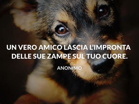 Il Agosto Si Celebra La Giornata Mondiale Del Cane Storia Frasi E