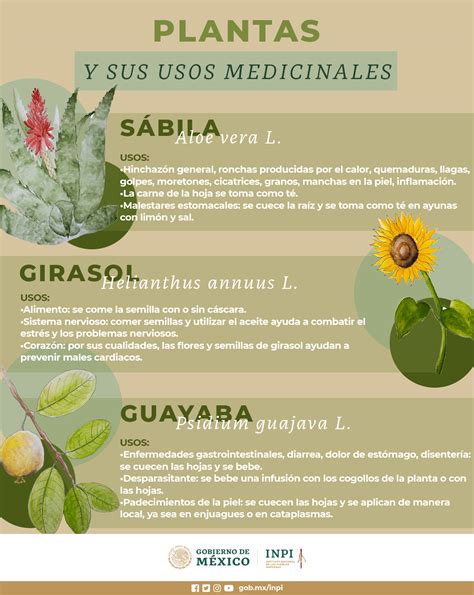 Total Imagen Girasol Usos Medicinales Abzlocal Mx