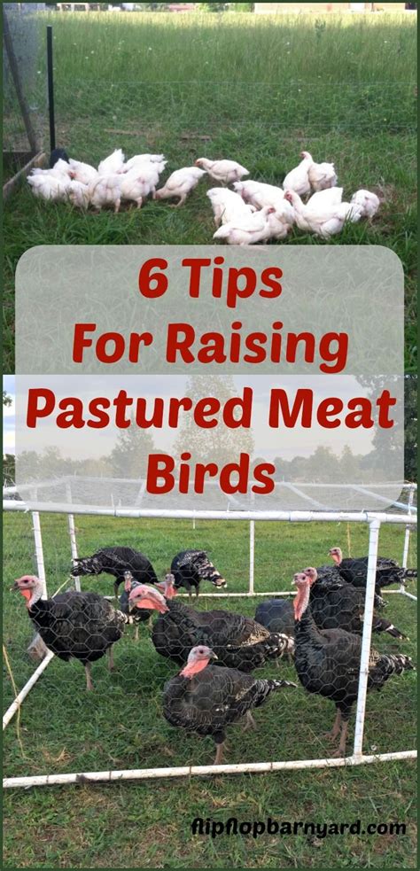 6 expert tips for raising pastured poultry – Artofit