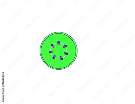 cross section   plant stem showing vascular bundles vascular