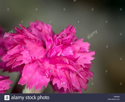 Dianthus Caryophyllus Red Garden Hi Res Stock Photography And Images