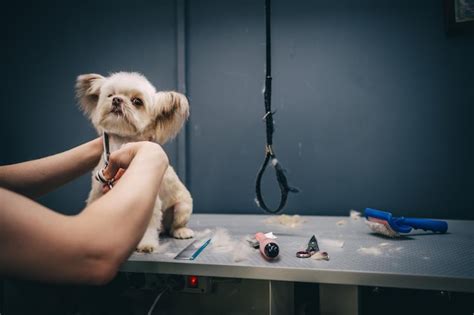 Premium Photo | Haircut of a little funny dog