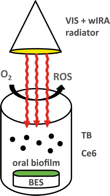 Schematic Representation Of Antimicrobial Photodynamic Therapy Download Scientific Diagram