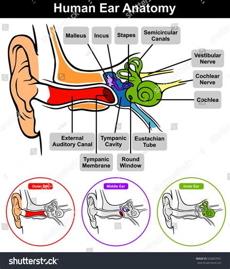 Middle Ear Cavity Anatomy