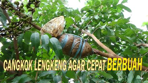 Tips Cangkok Lengkeng Agar Cepat Berakar Dan Berbuah Youtube