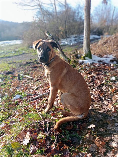 Malinois Mix Welpe Viva Kleinanzeigen