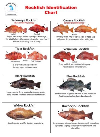 Rockfish Identification Chart