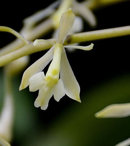 Epidendrum Excisum Orqu Deas De Tabio Inaturalist