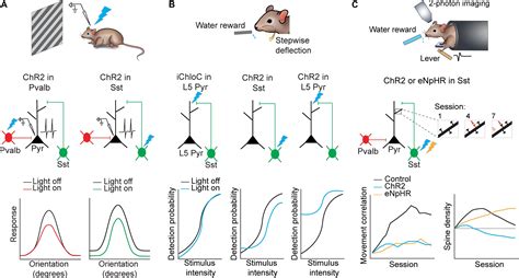 Frontiers Light Up The Brain The Application Of Optogenetics In Cell