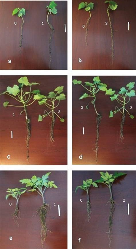 Plant Height And Root Length Of Control And Treated Plants A B