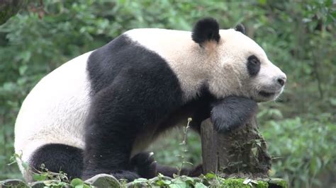 Amazing Facts About Animals In English Panda Facts About Panda