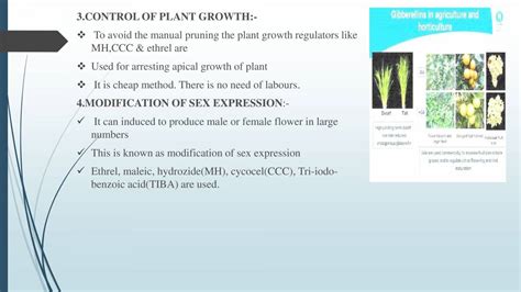 Plant Growth Hormone Gibberellins Powerpoint Slides Learnpick India