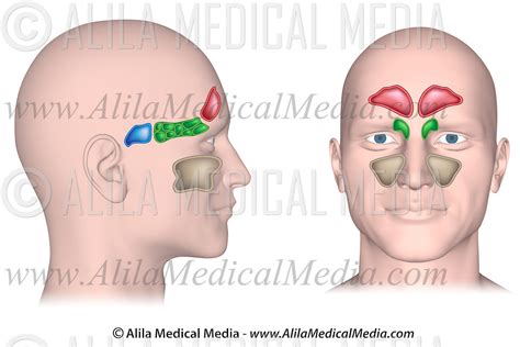 Sinuses Diagram Quizlet