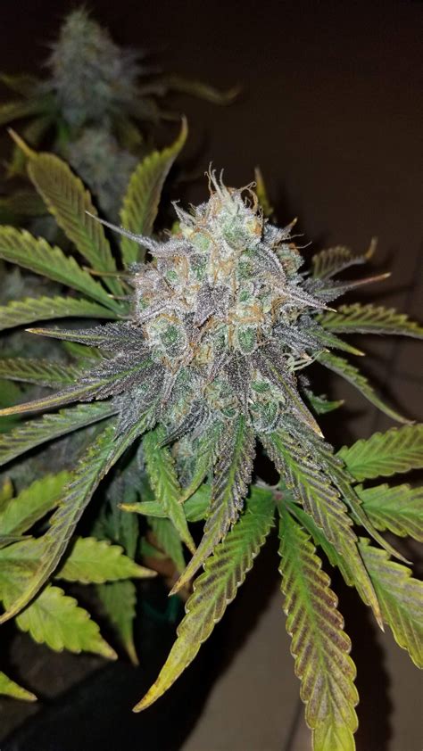 Forum Stomper Auto Nasiona Marihuany Od Mephisto Genetics Weedfarma