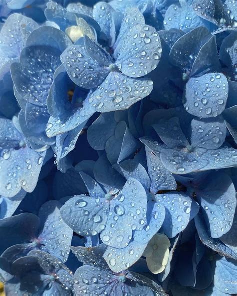 Blue Aesthetic Flowers With Water Droplets On Instagram