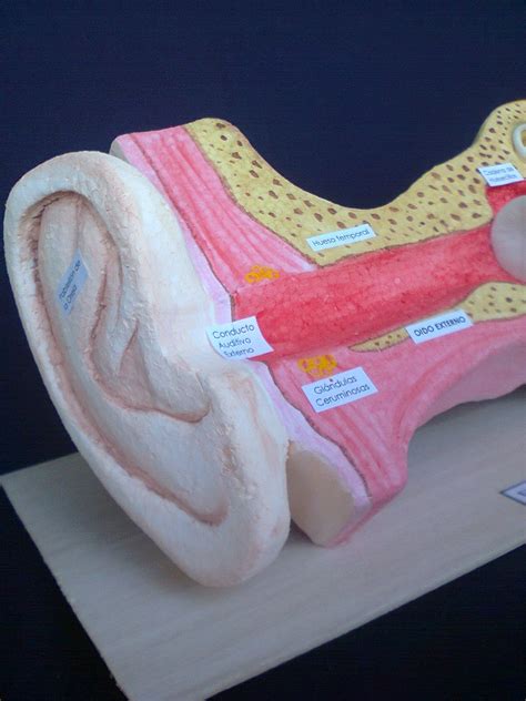 El Oido Y Sus Partes Actividades Del Cuerpo Humano Proyectos De