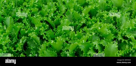 Green Varieties Of Lettuce Seedlings Spring Cultivation Stock Photo